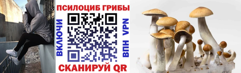 Купить  Абдулино  Галлюциногенные грибы Psilocybe 